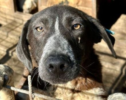 ROJO  ca.2-jähriger, verspielter, junger Rüde, hat Sehnsucht nach menschlicher Nähe,ca. 55 cm