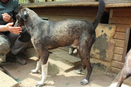 ROJO  ca.2-jähriger, verspielter, junger Rüde, hat Sehnsucht nach menschlicher Nähe,ca. 55 cm