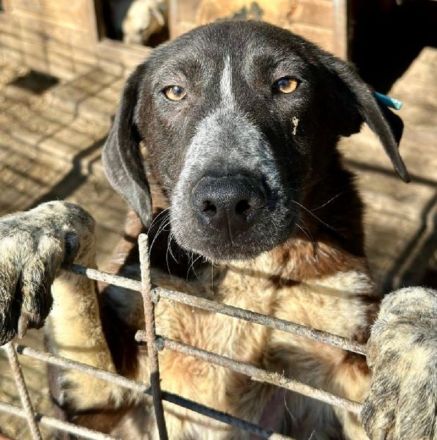 ROJO  ca.2-jähriger, verspielter, junger Rüde, hat Sehnsucht nach menschlicher Nähe,ca. 55 cm