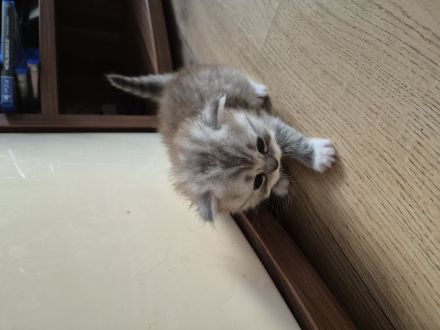 Mai Kitten ab Ende Juli zu verkaufen