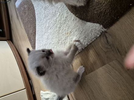 Mai Kitten ab Ende Juli zu verkaufen