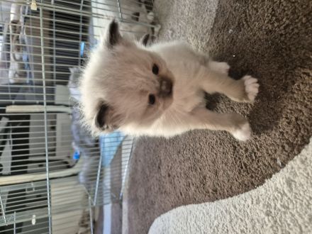 Mai Kitten ab Ende Juli zu verkaufen