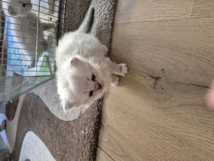 Mai Kitten ab Ende Juli zu verkaufen