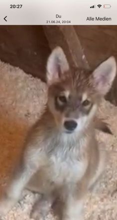 Alaskan Husky Malamut Welpen dürfen ausziehen