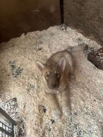 Alaskan Husky Malamut Welpen dürfen ausziehen