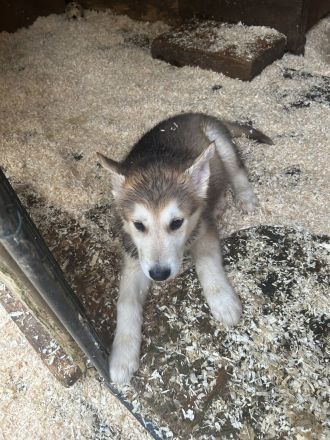 Alaskan Husky Malamut Welpen dürfen ausziehen