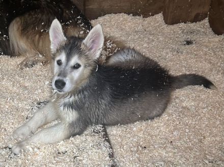 Alaskan Husky Malamut Welpen dürfen ausziehen