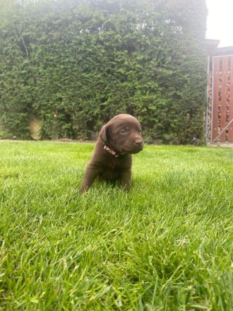Labrador Welpen zu verkaufen