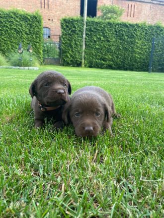 Labrador Welpen zu verkaufen