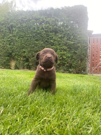 Labrador Welpen zu verkaufen