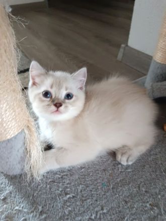 3 BKH Katzenbabys verkaufen