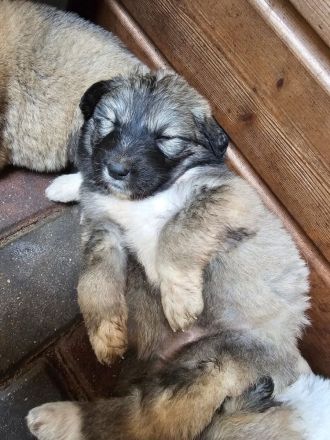Welpen Pyrenäenberghund/ Leonberger mix