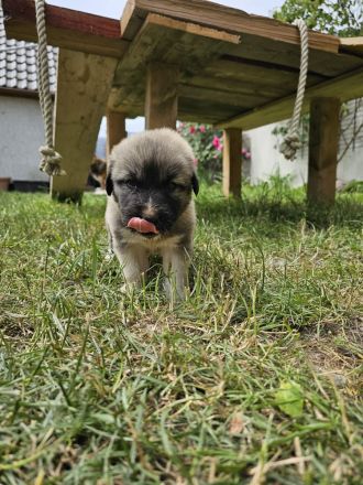 Welpen Pyrenäenberghund/ Leonberger mix