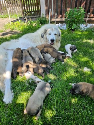 Welpen Pyrenäenberghund/ Leonberger mix
