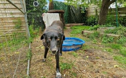 Ophelia sucht ihr Zuhause