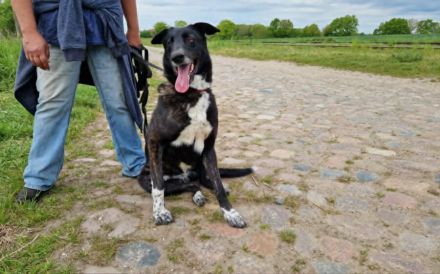 Ophelia sucht ihr Zuhause