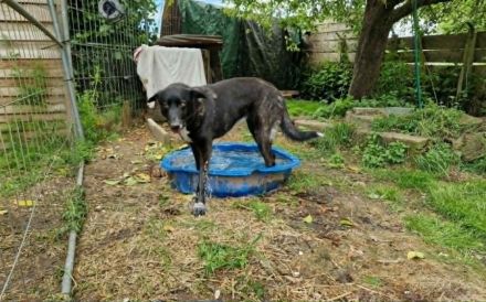 Ophelia sucht ihr Zuhause