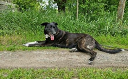 Ophelia sucht ihr Zuhause