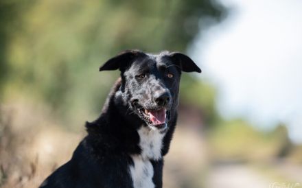 Ophelia sucht ihr Zuhause