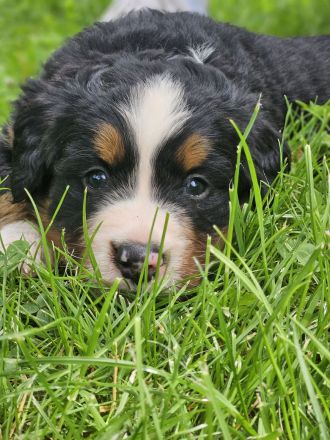 Bernersennen Welpen
