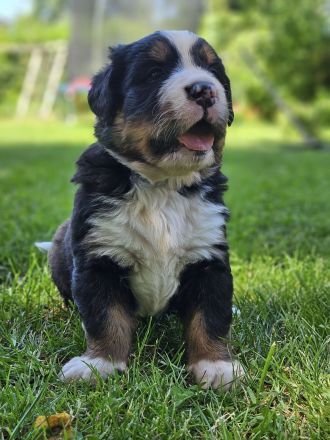 Bernersennen Welpen