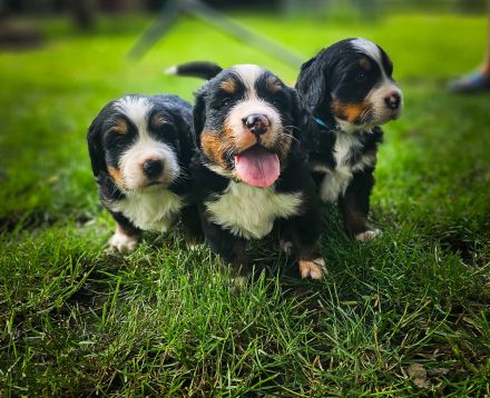 Bernersennen Welpen