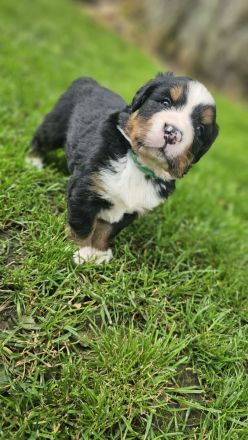 Bernersennen Welpen