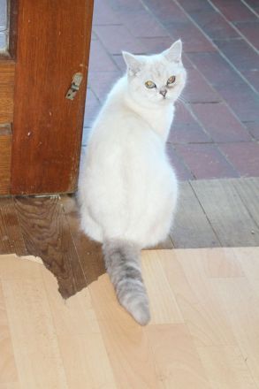 Wunderschöne, gesunde BKH-Pointkitten (m. Stb.) in liebevolle Hände