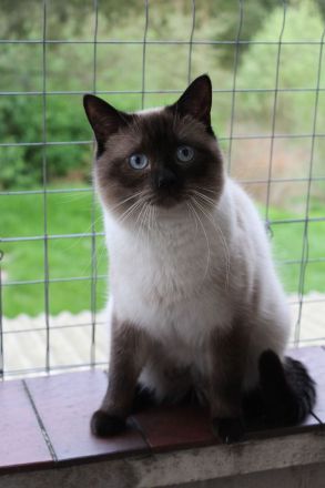 Wunderschöne, gesunde BKH-Pointkitten (m. Stb.) in liebevolle Hände