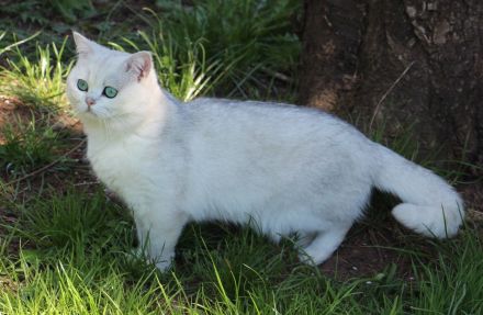 Wunderschöne, gesunde BKH-Pointkitten (m. Stb.) in liebevolle Hände