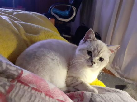 Wunderschöne, gesunde BKH-Pointkitten (m. Stb.) in liebevolle Hände