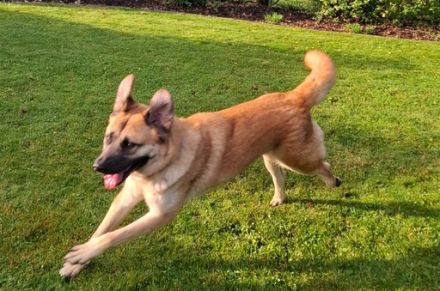 Hast du ein warmes Körbchen für Akemi frei?