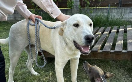 Möchtest du Gandalf zum Familienmitglied machen?