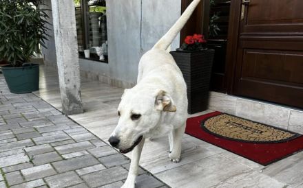 Möchtest du Gandalf zum Familienmitglied machen?