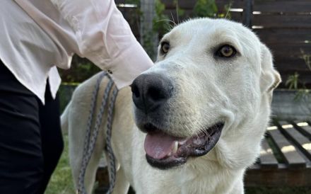 Möchtest du Gandalf zum Familienmitglied machen?