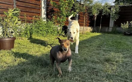 Möchtest du Gandalf zum Familienmitglied machen?