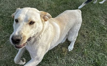 Möchtest du Gandalf zum Familienmitglied machen?