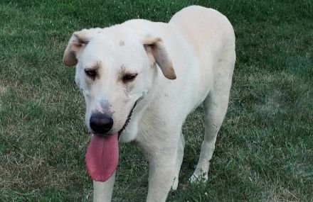 Möchtest du Gandalf zum Familienmitglied machen?