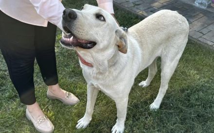 Möchtest du Gandalf zum Familienmitglied machen?