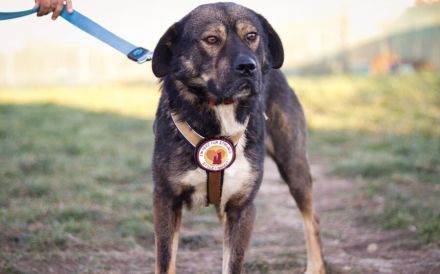 Malibu sucht ein Zuhause für immer .. auch ohne Meer.