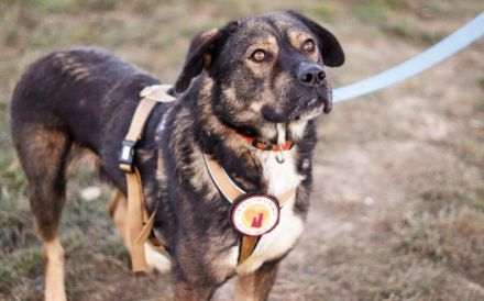 Malibu sucht ein Zuhause für immer .. auch ohne Meer.