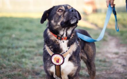 Malibu sucht ein Zuhause für immer .. auch ohne Meer.