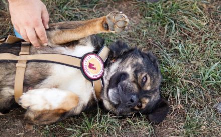 Malibu sucht ein Zuhause für immer .. auch ohne Meer.