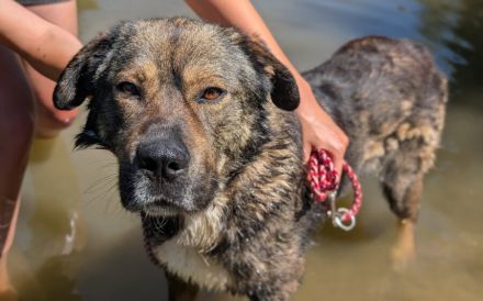 Malibu sucht ein Zuhause für immer .. auch ohne Meer.
