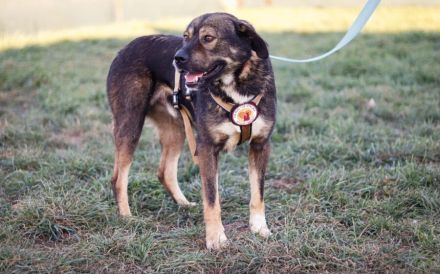 Malibu sucht ein Zuhause für immer .. auch ohne Meer.