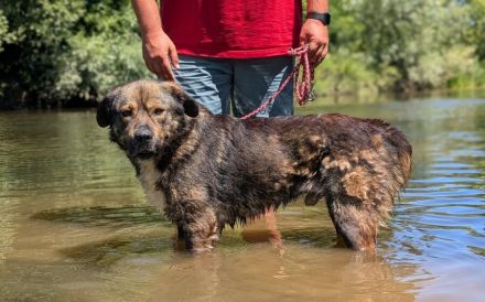 Malibu sucht ein Zuhause für immer .. auch ohne Meer.