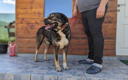 Malibu sucht ein Zuhause für immer .. auch ohne Meer.