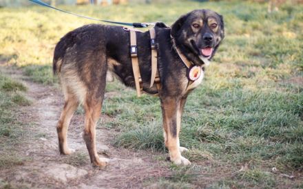 Malibu sucht ein Zuhause für immer .. auch ohne Meer.