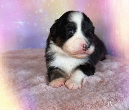 Australian Shepherd Welpen mit ASCA Papiere