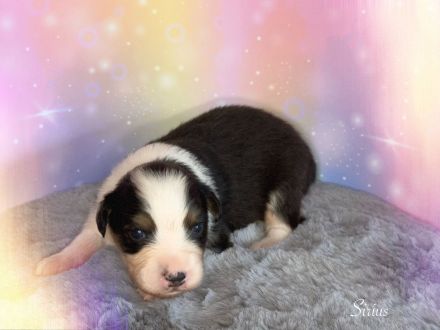 Australian Shepherd Welpen mit ASCA Papiere